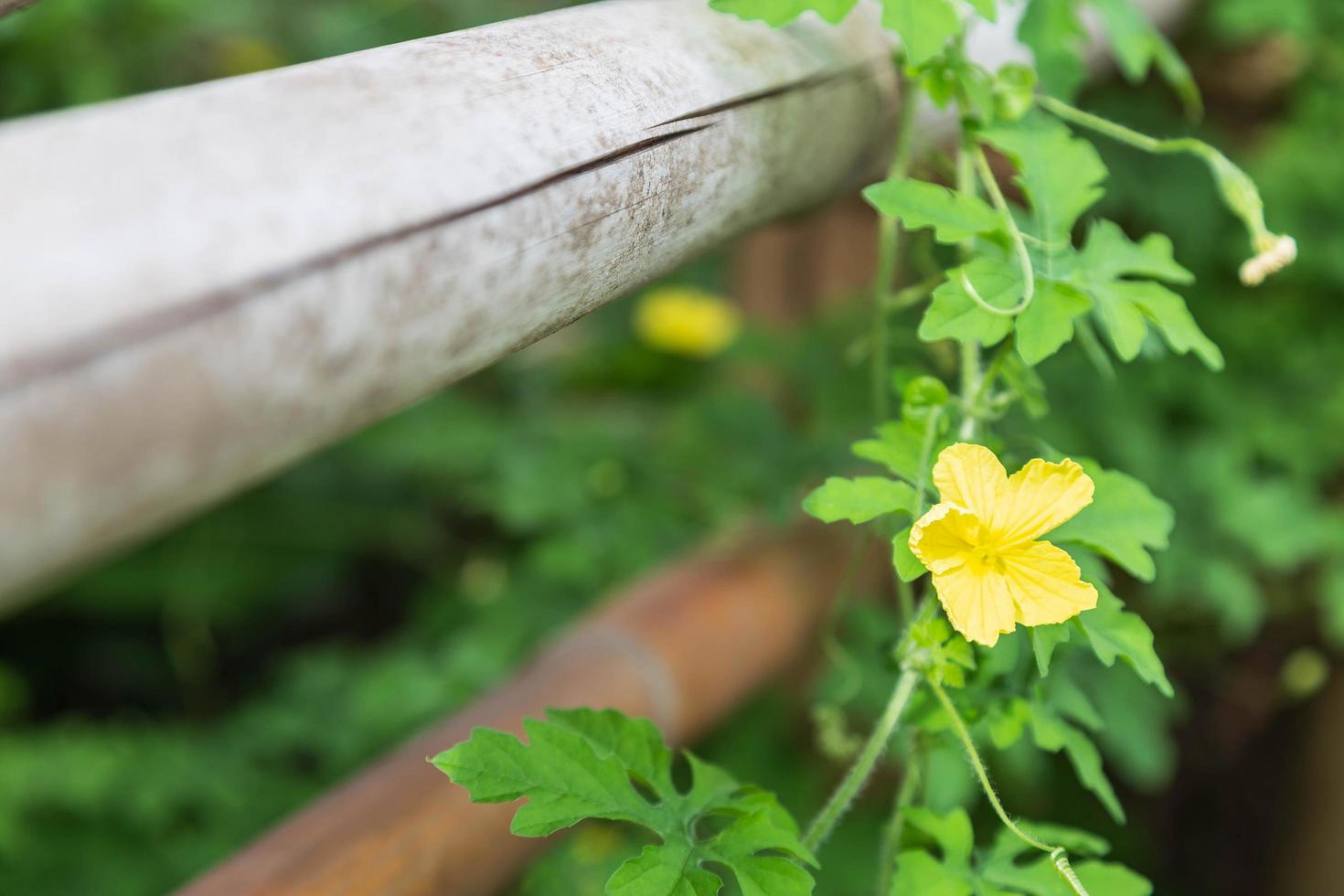 bakgrunden av blommorna steg på ett trästaket foto