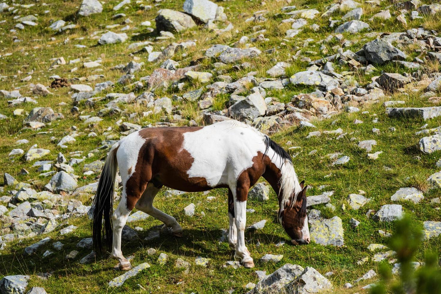 hästar i bergen foto