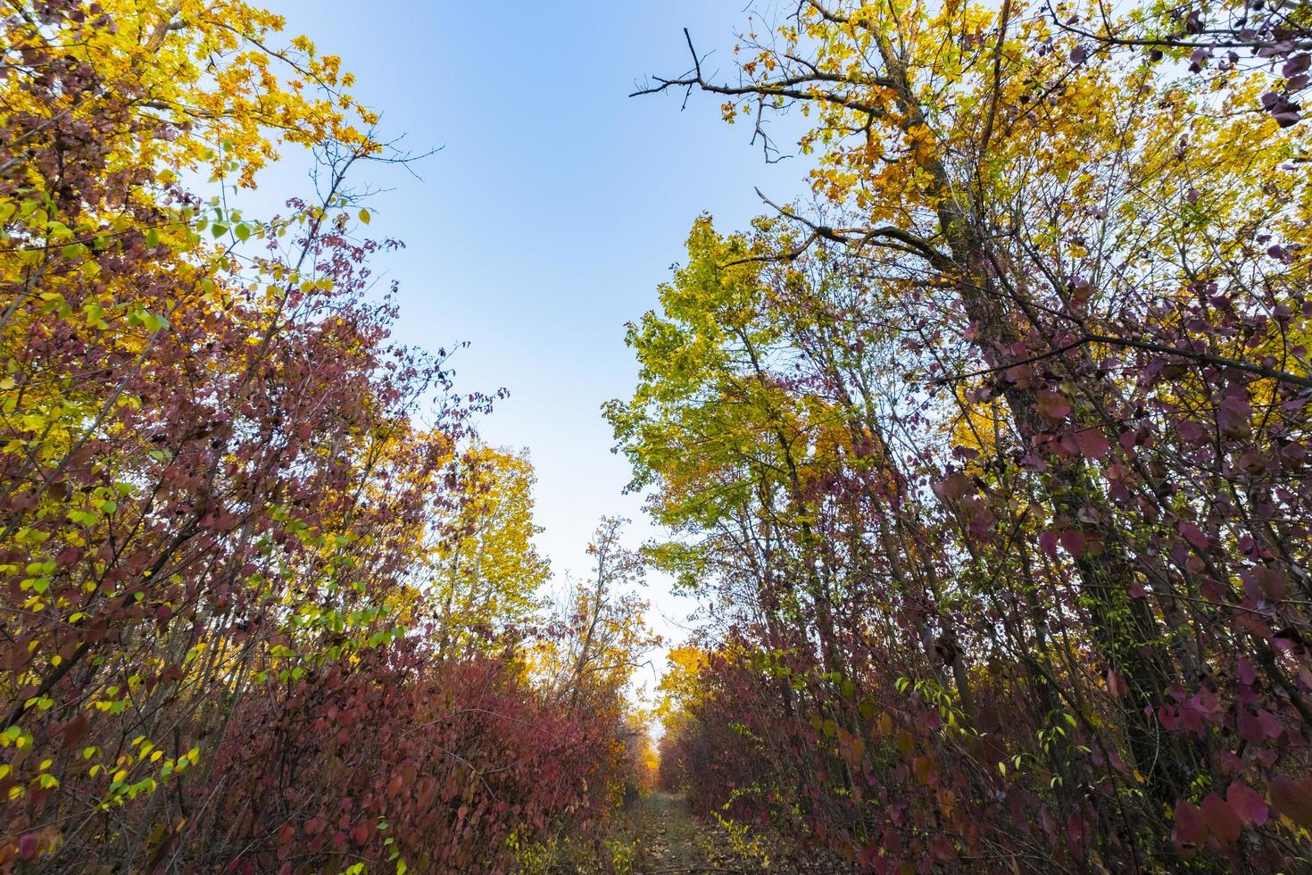 färgglad höstskog foto