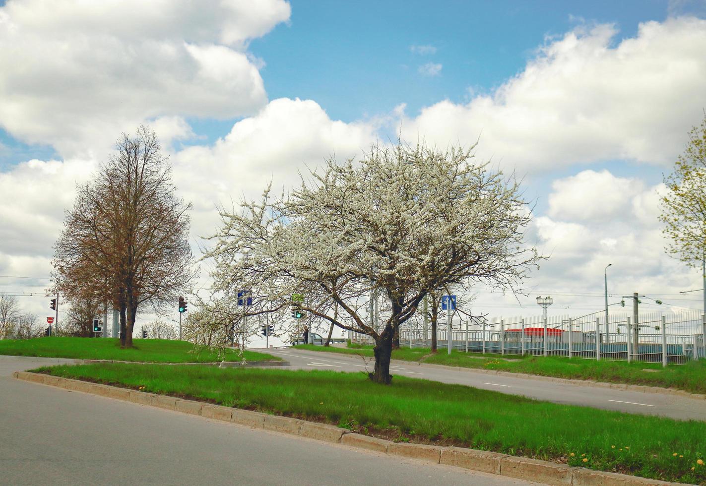 vårblommande träd på väg på blå himmel med stora moln med människor vägskyltar och transport i bakgrunden foto