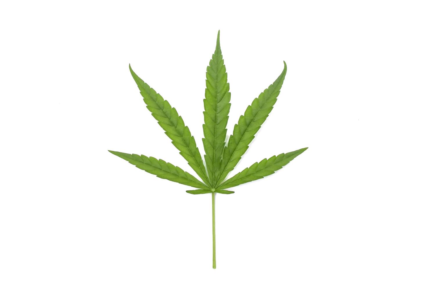 gröna cannabisblad isolerad på vit bakgrund. begreppet odling av cannabis och medicinska cannabisblad. foto