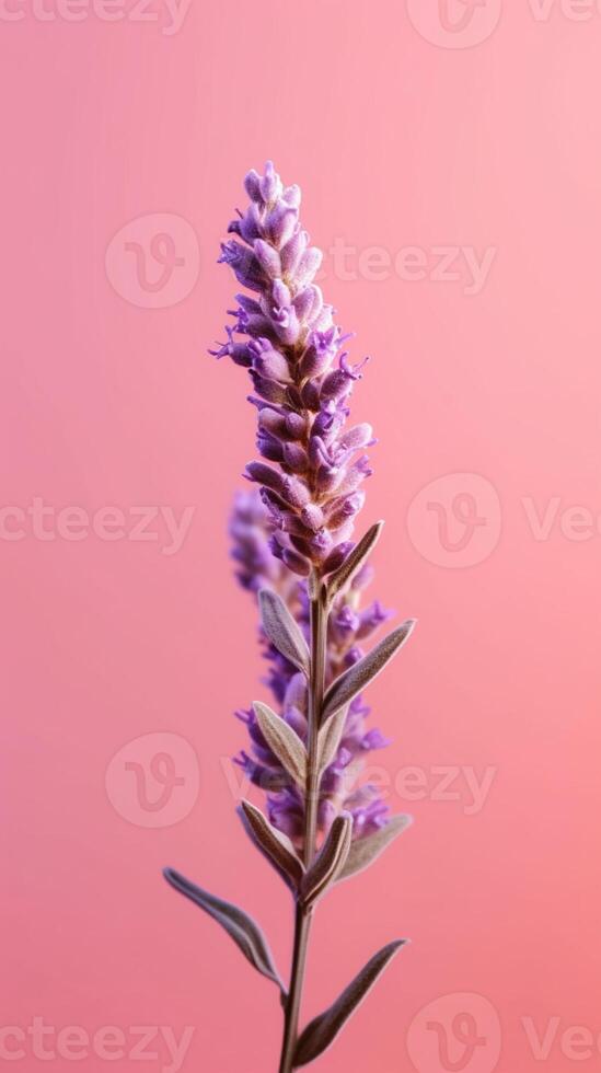 lavendel- lila blomma suddig bakgrund. ai genererad foto