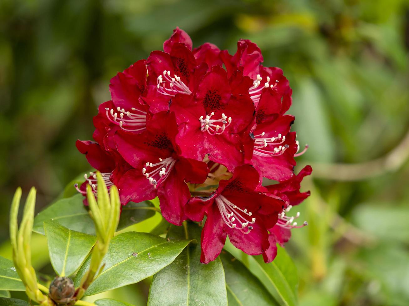 kluster av röda rododendronblommor foto