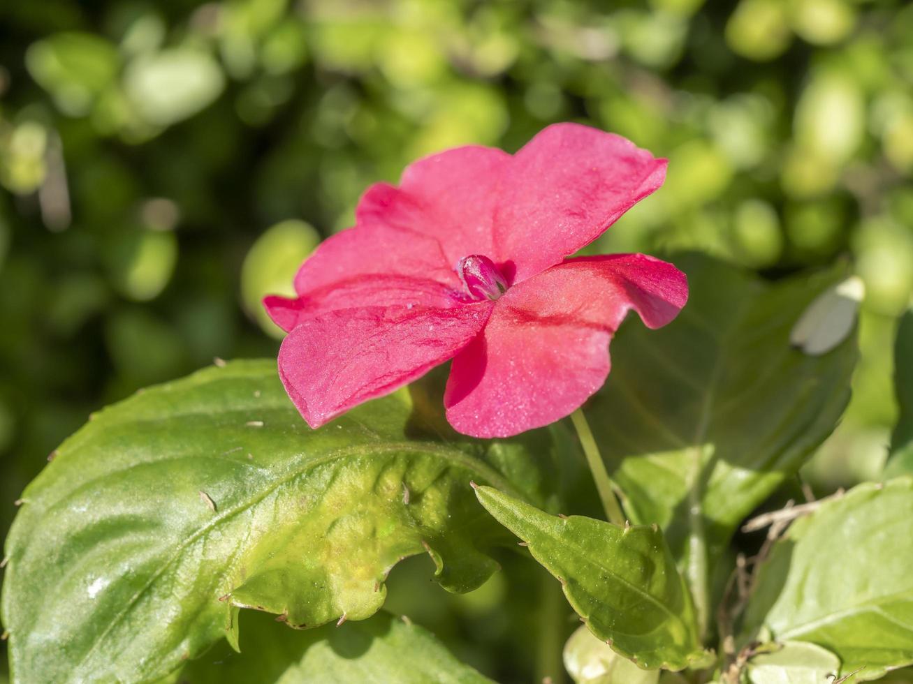 närbild av en enda rosa impatiensblomma foto