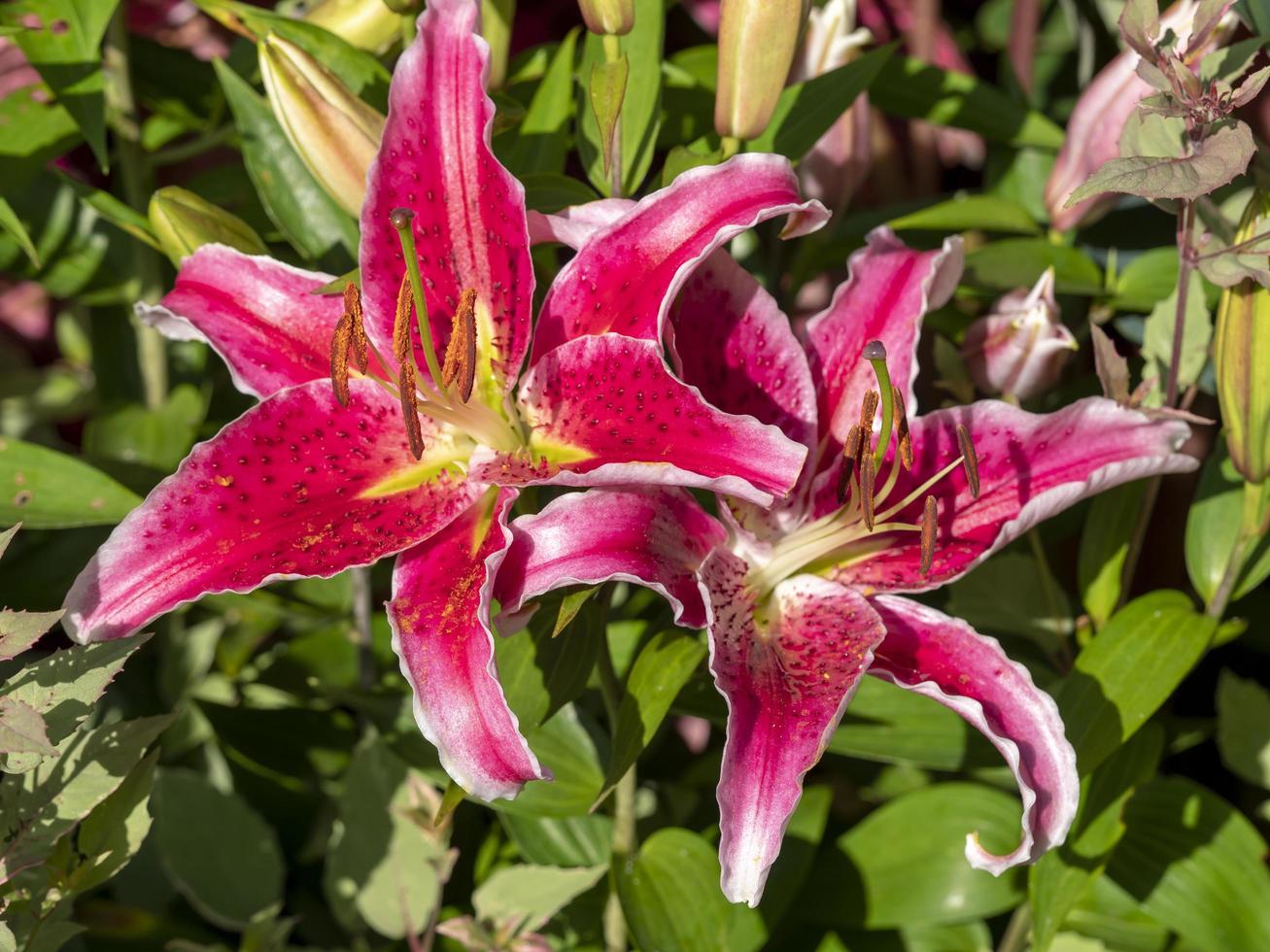 rosa stjärnskådningsliljor som blommar i en trädgård foto