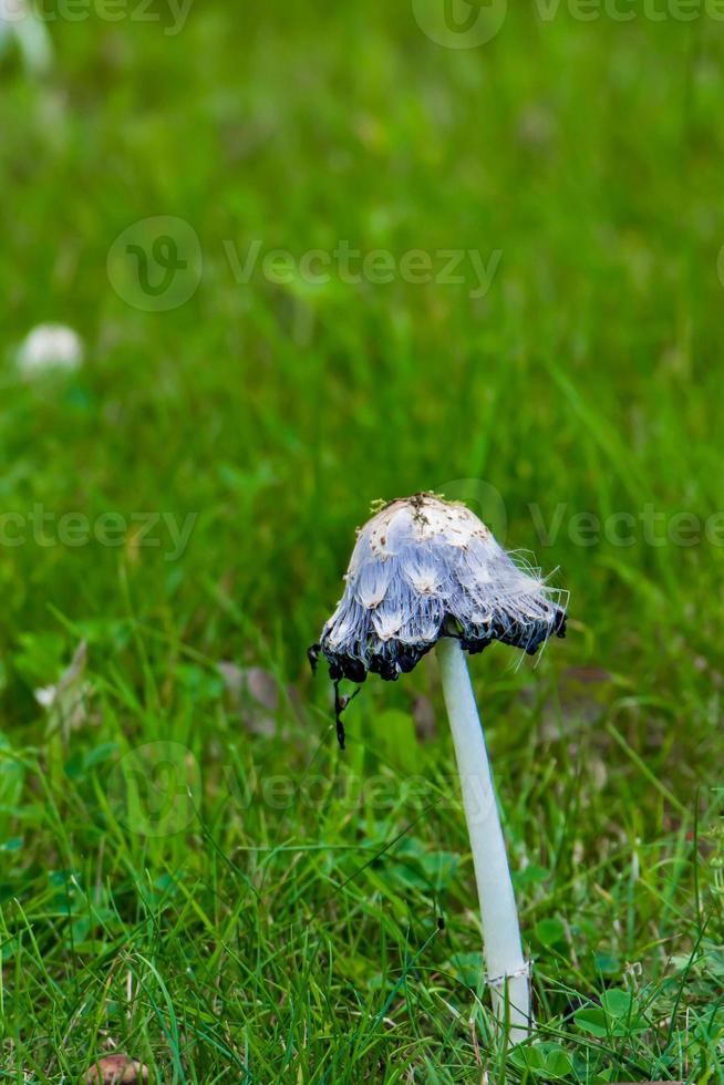 giftiga svampar bleka svampar i gräset. foto