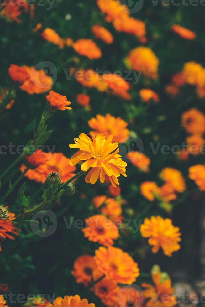 vacker bakgrund av ringblomma officinalis foto