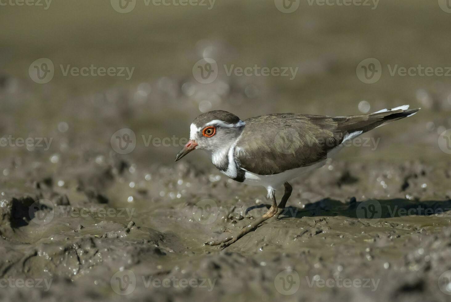 tre banded plover.charadrius tricollaris, kruger nationell parkera, söder afrika. foto