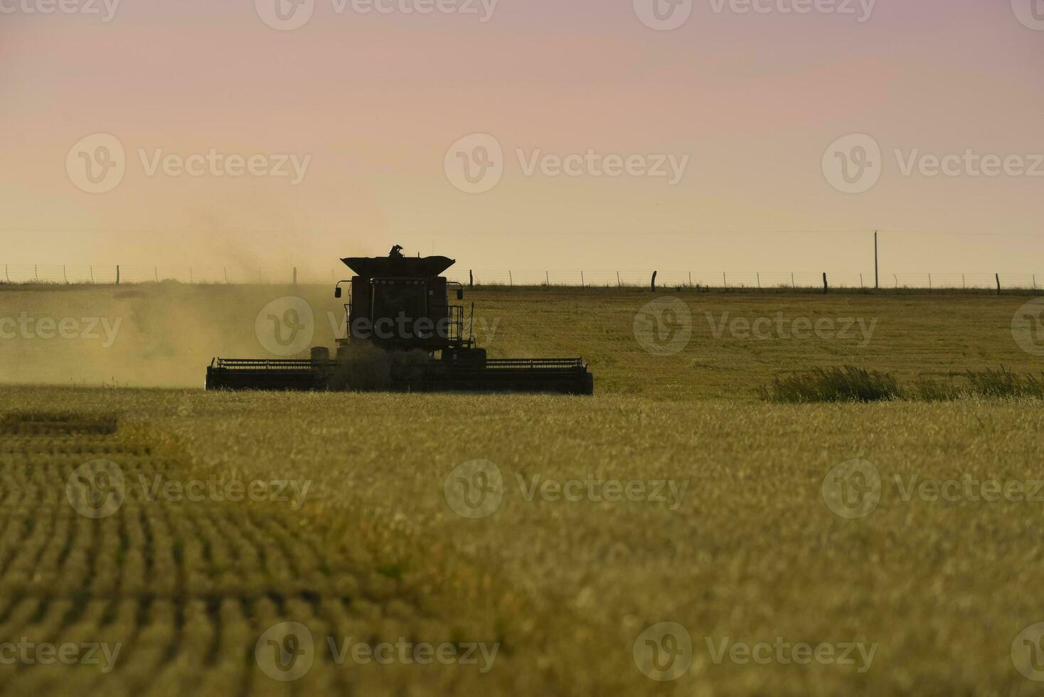 tröskor maskin, skörd i de argentine landsbygden, buenos sänds provins, argentina. foto