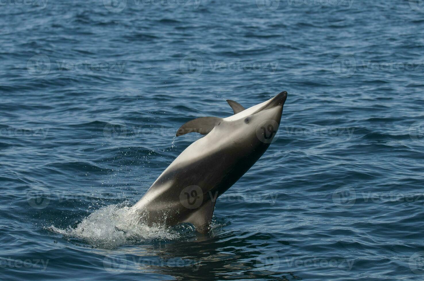 dunkel delfin Hoppar, halvö valdes, patagonien, argentina foto