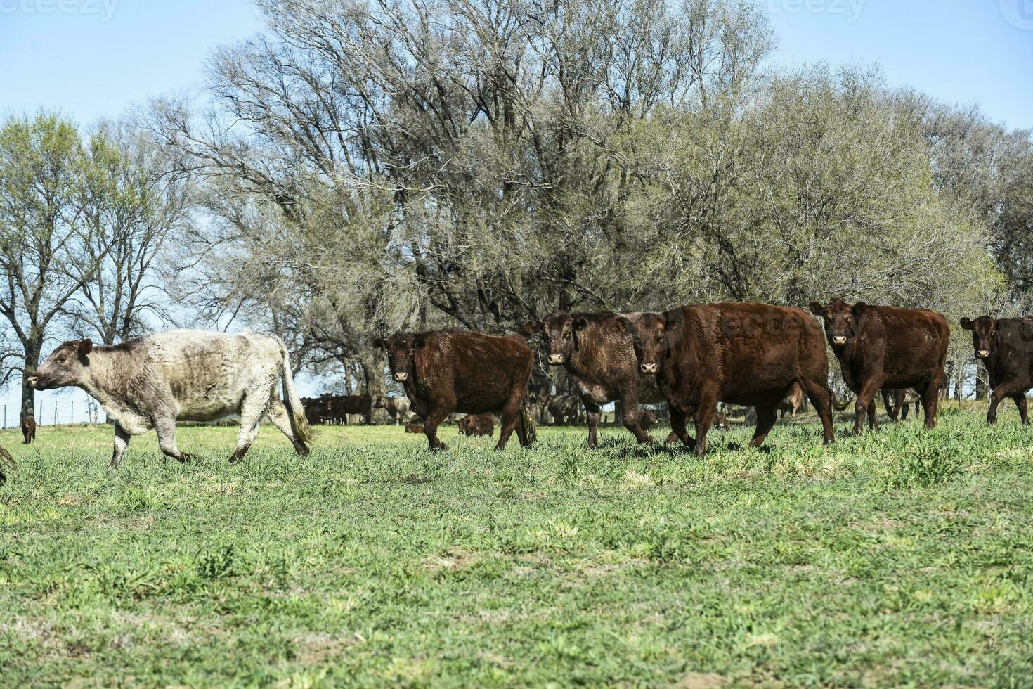 nötkreatur höjning i pampas landsbygden, la pampa provins, argentina. foto