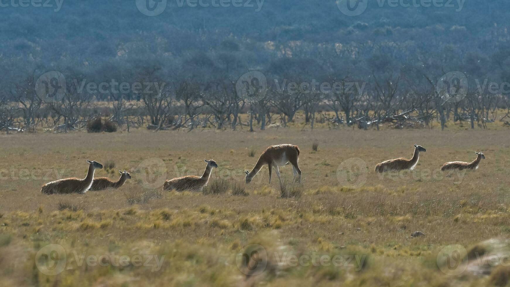 lama djur, , i pampas gräsmark miljö, la pampa provins, patagonien, argentina foto