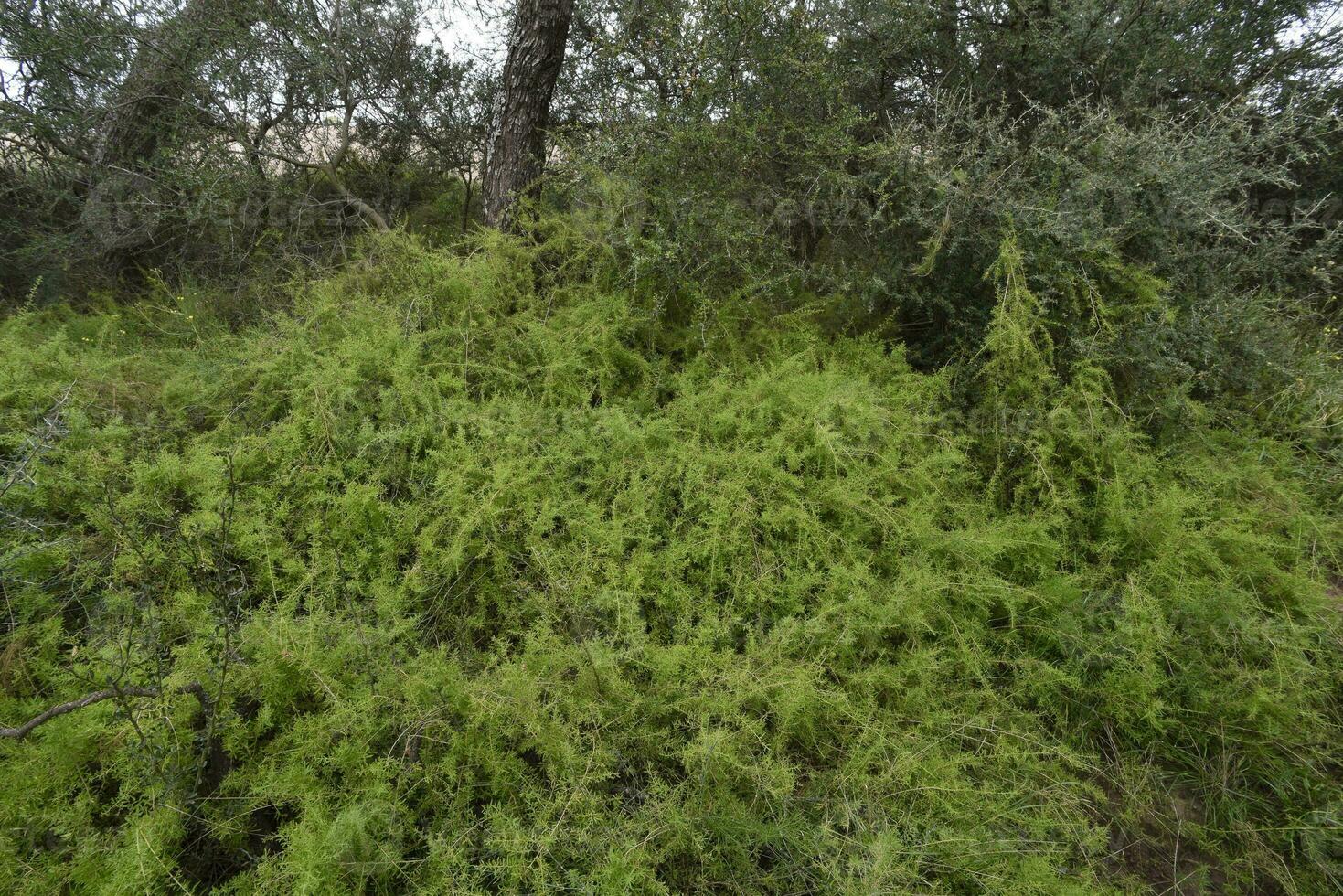 calden skog landskap, geoffraea dekortiker växter, la pampa provins, patagonien, argentina. foto