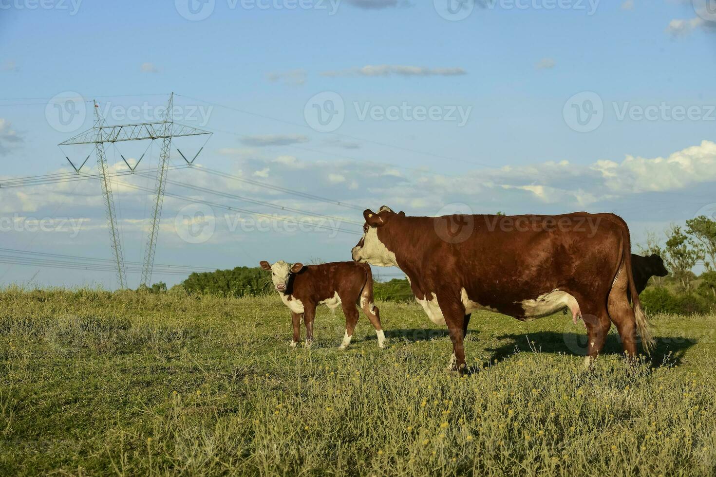 nötkreatur höjning med naturlig betesmarker i pampas landsbygden, la pampa provinsen, Patagonien, argentina. foto