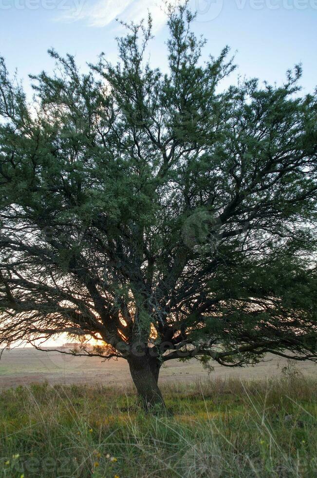calden träd landskap, la pampa provins, patagonien, argentina. foto