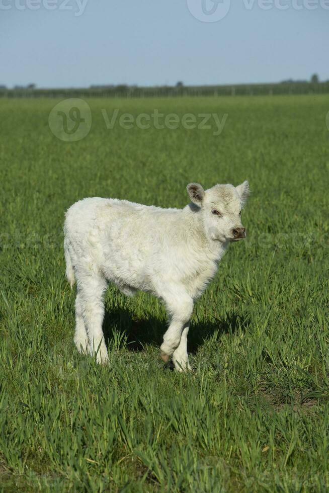 vit korthorn kalv , i argentine landsbygden, la pampa provins, patagonien, argentina. foto