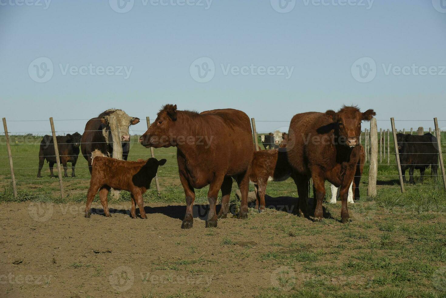 korthorn ko , i argentine landsbygden, la pampa provins, patagonien, argentina. foto