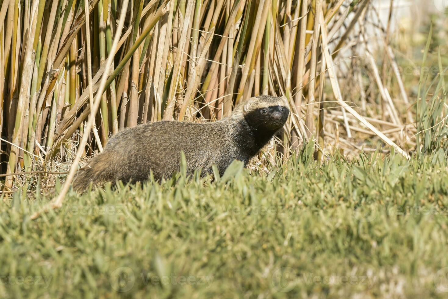 liten grison i gräs miljö, patagonien, argentina foto