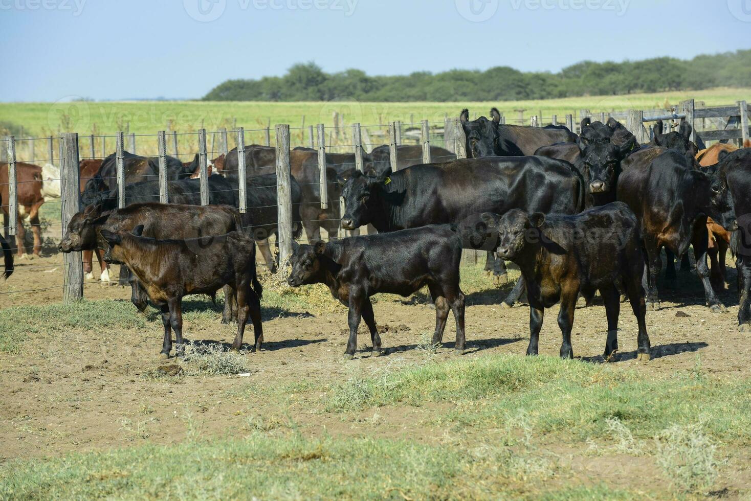 kor Uppfostrad med naturlig gräs, argentine kött produktion foto