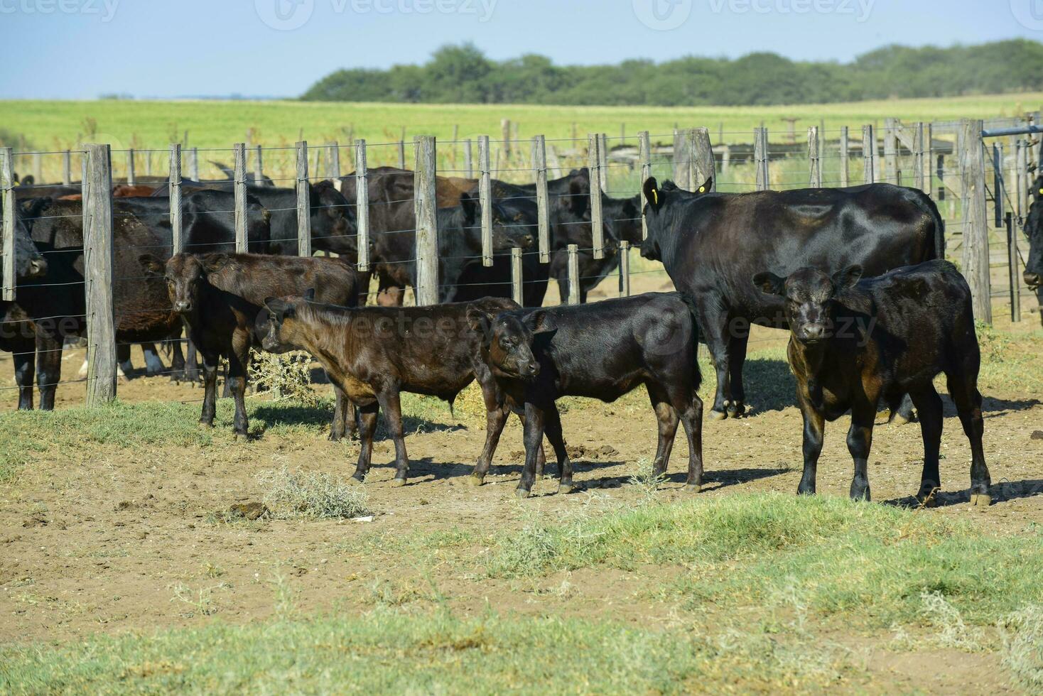 kor Uppfostrad med naturlig gräs, argentine kött produktion foto