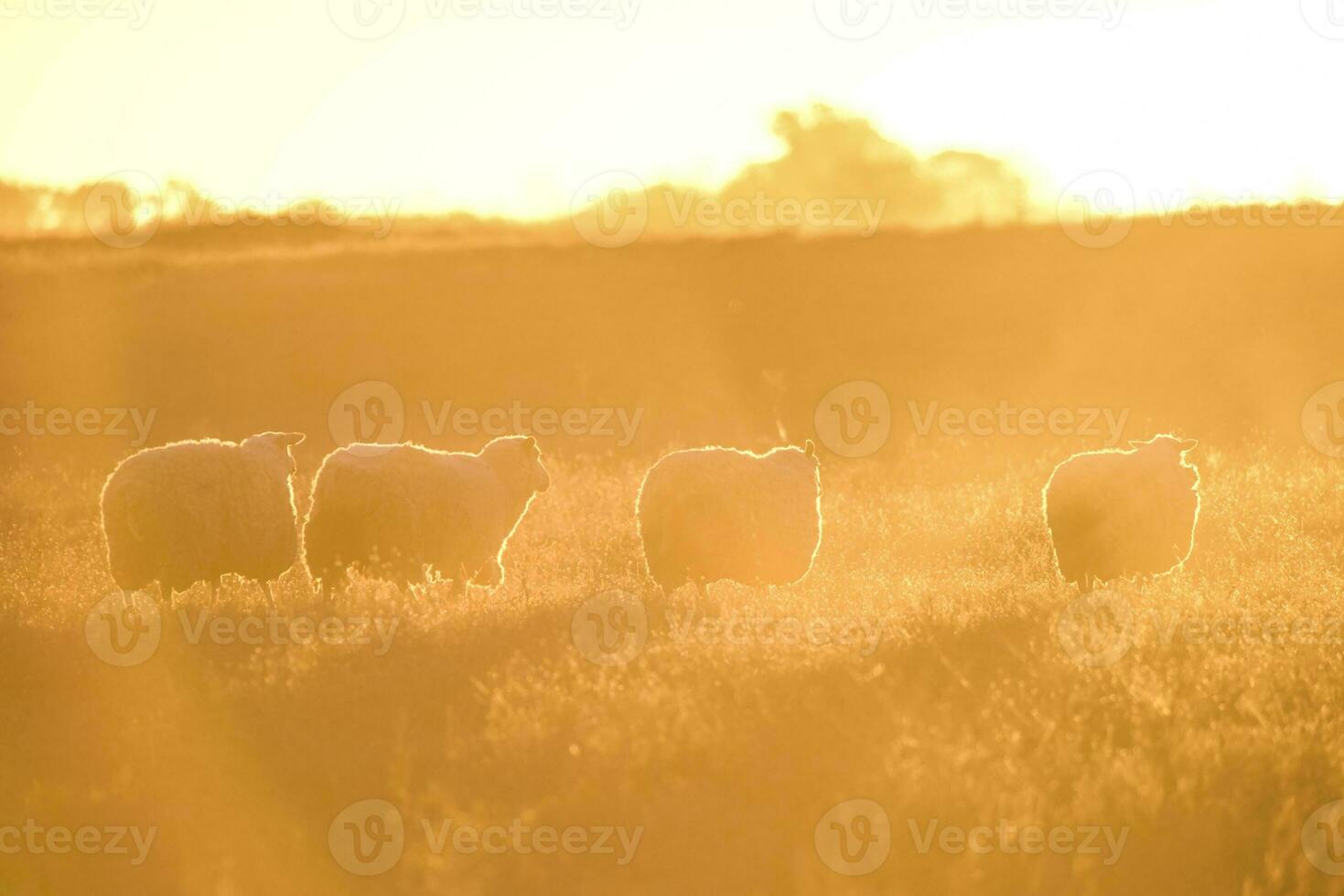 landskap med får på solnedgång i de fält foto