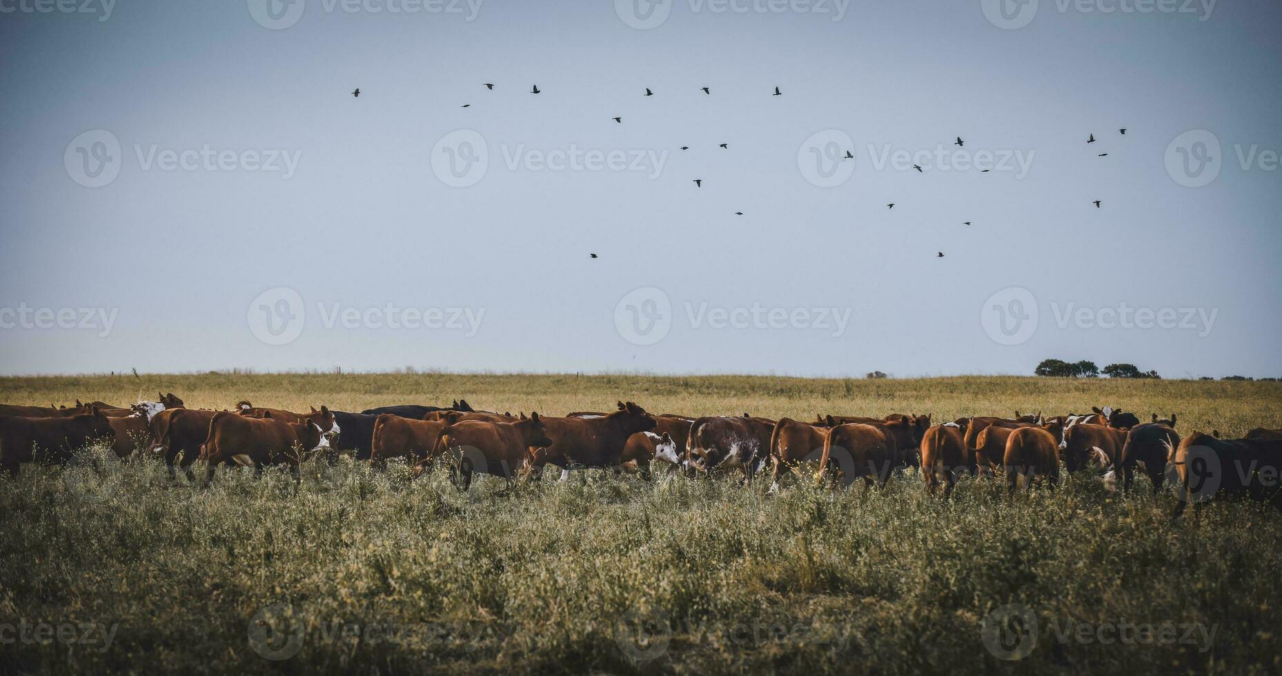 kor Uppfostrad med naturlig gräs, argentine kött produktion foto