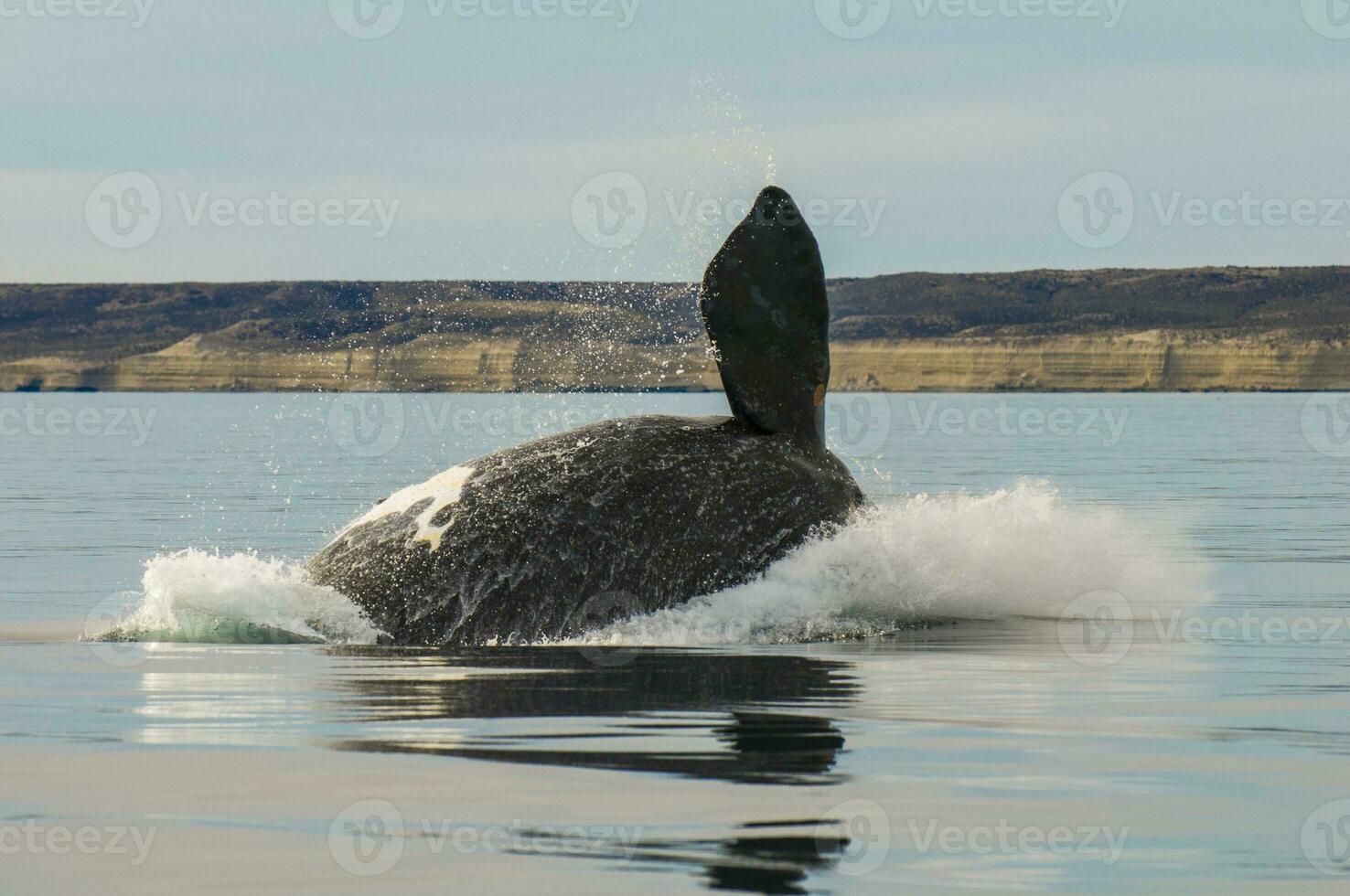 sydlig rätt val, hoppning beteende, puerto madryn, patagonien, argentina foto