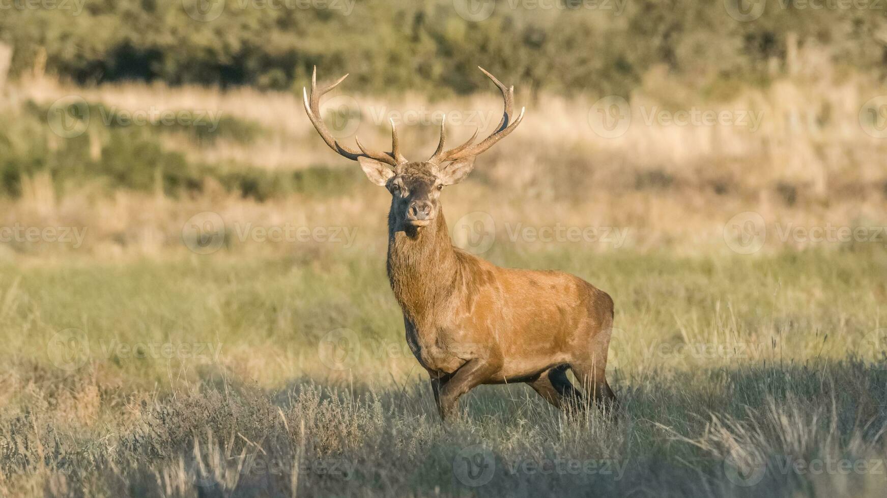 röd rådjur besättning i calden skog, la pampa, argentina. foto