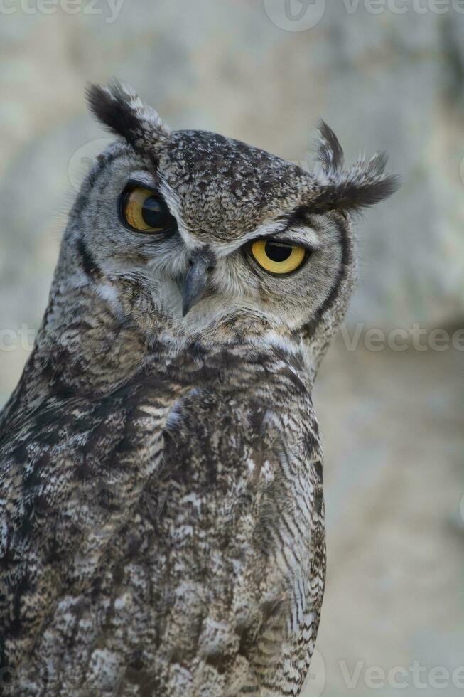 bra behornad Uggla, bubo virginianus nacurutu, halvö valdes, patagonien, argentina. foto