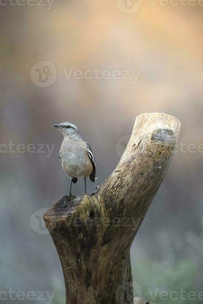 vit banded härmfågel, patagonien, argentina foto