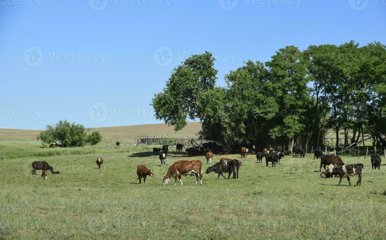 nötkreatur i argentine landsbygden, buenos sänds provins, argentina. foto