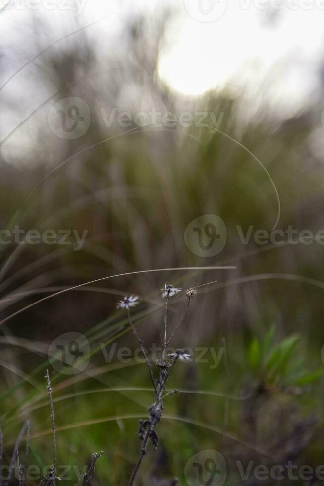 gräs i landsbygden pampas argentina foto