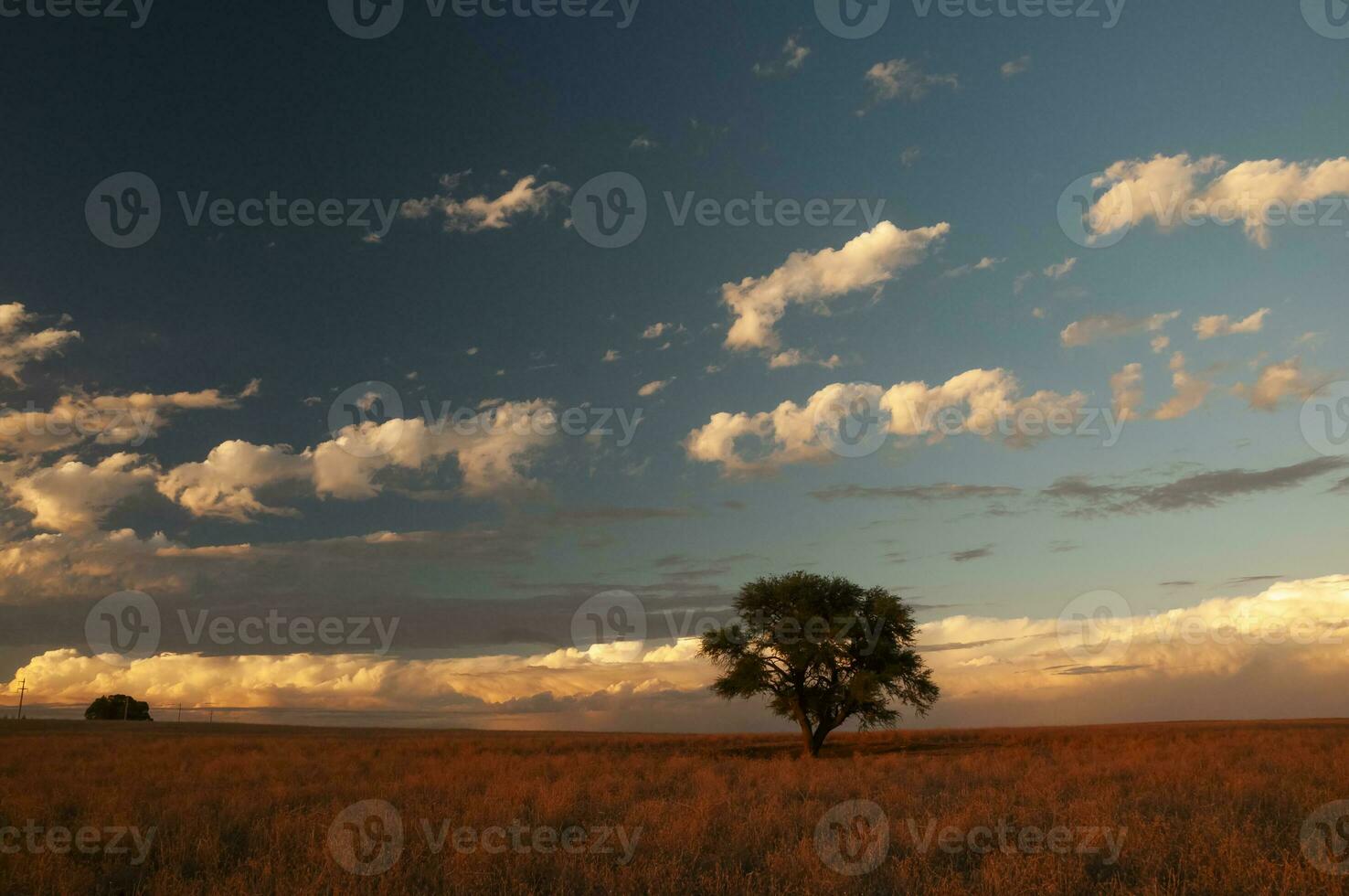 pampas träd landskap, la pampa provins, patagonien, argentina. foto