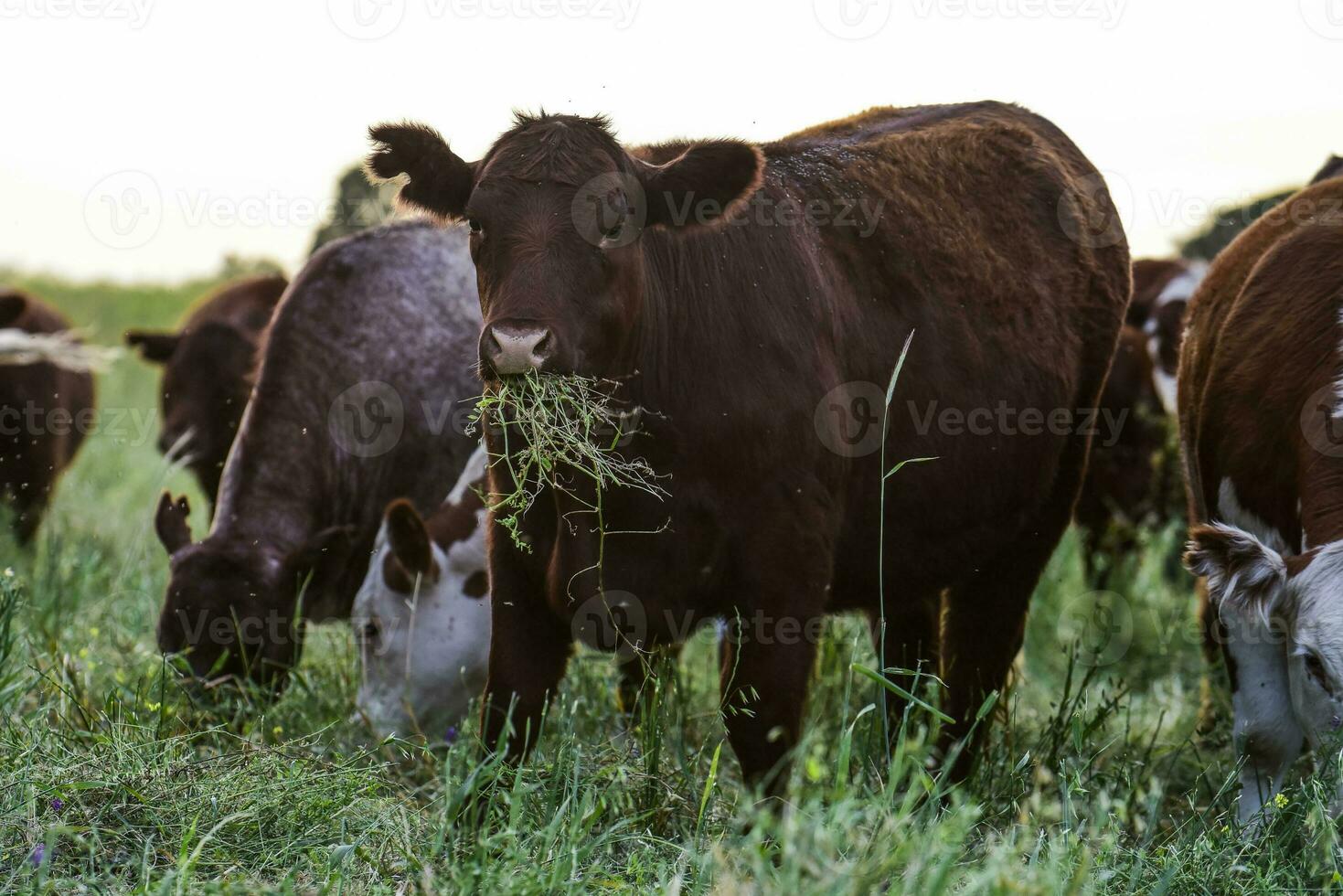 nötkreatur i de pampas landsbygden, argentine kött produktion, la pampa, argentina. foto