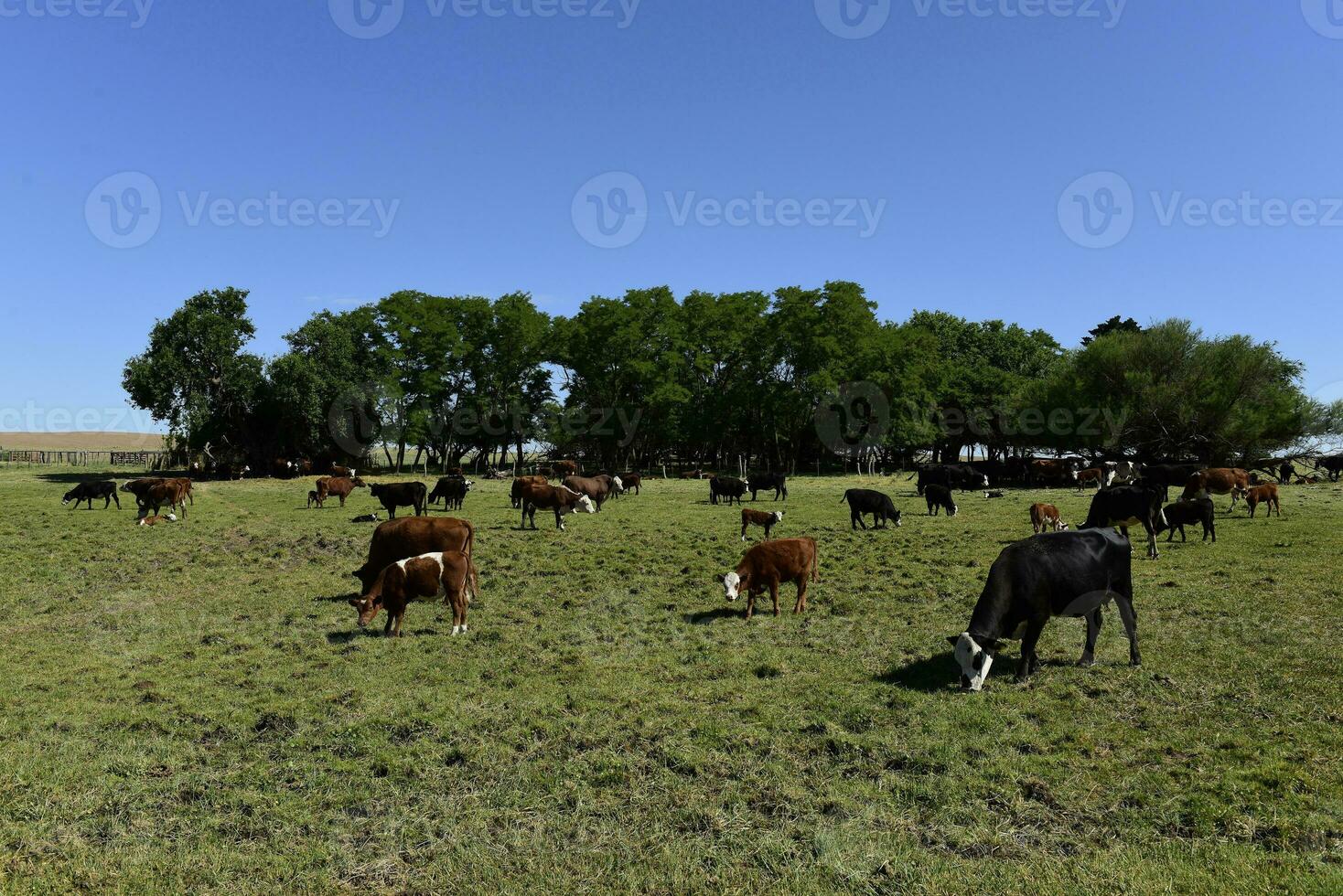 ko och bebis i pampas landsbygden, patagonien, argentina. foto