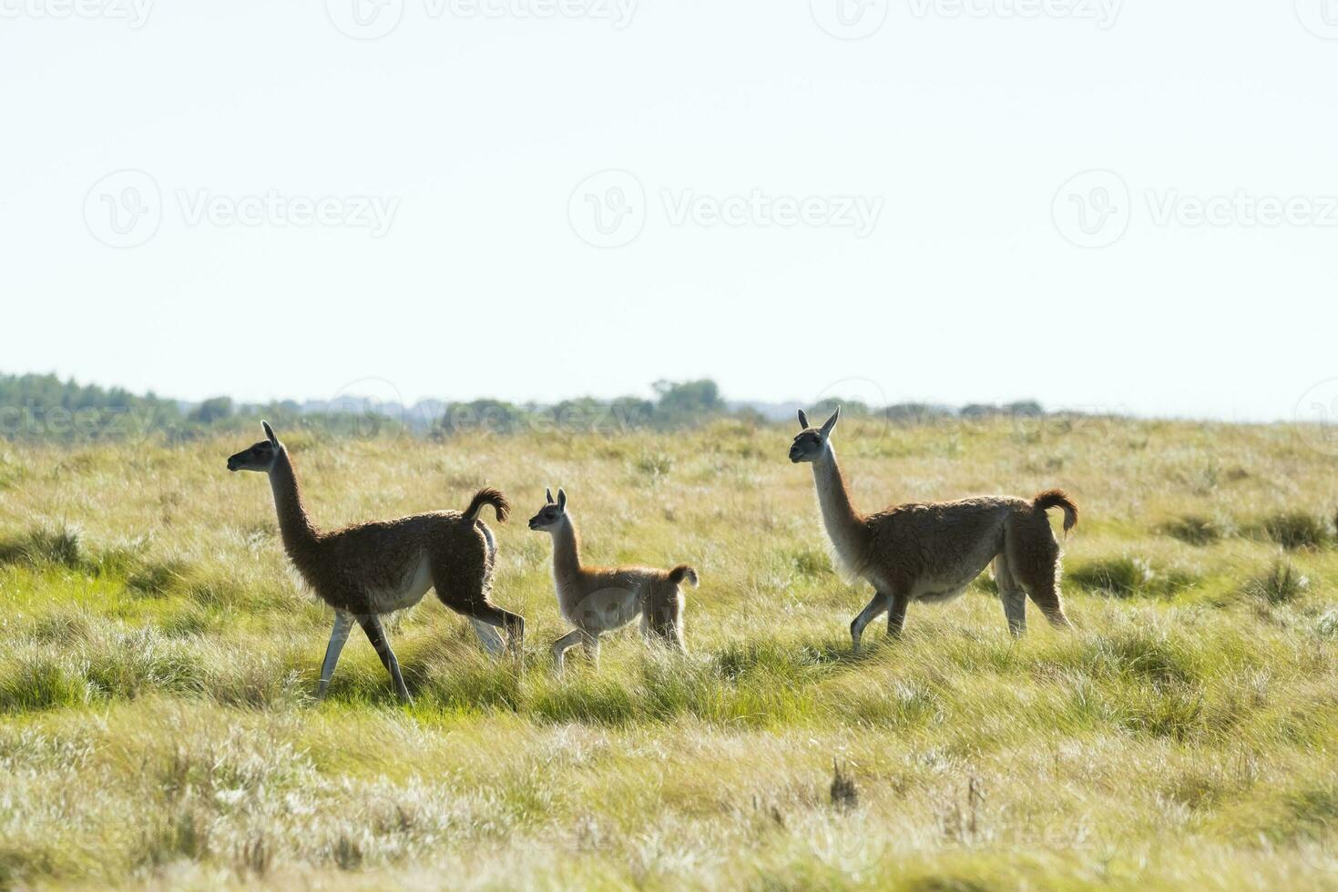 guanacos i pampas gräsmark miljö, la pampa provins, patagonien, argentina. foto