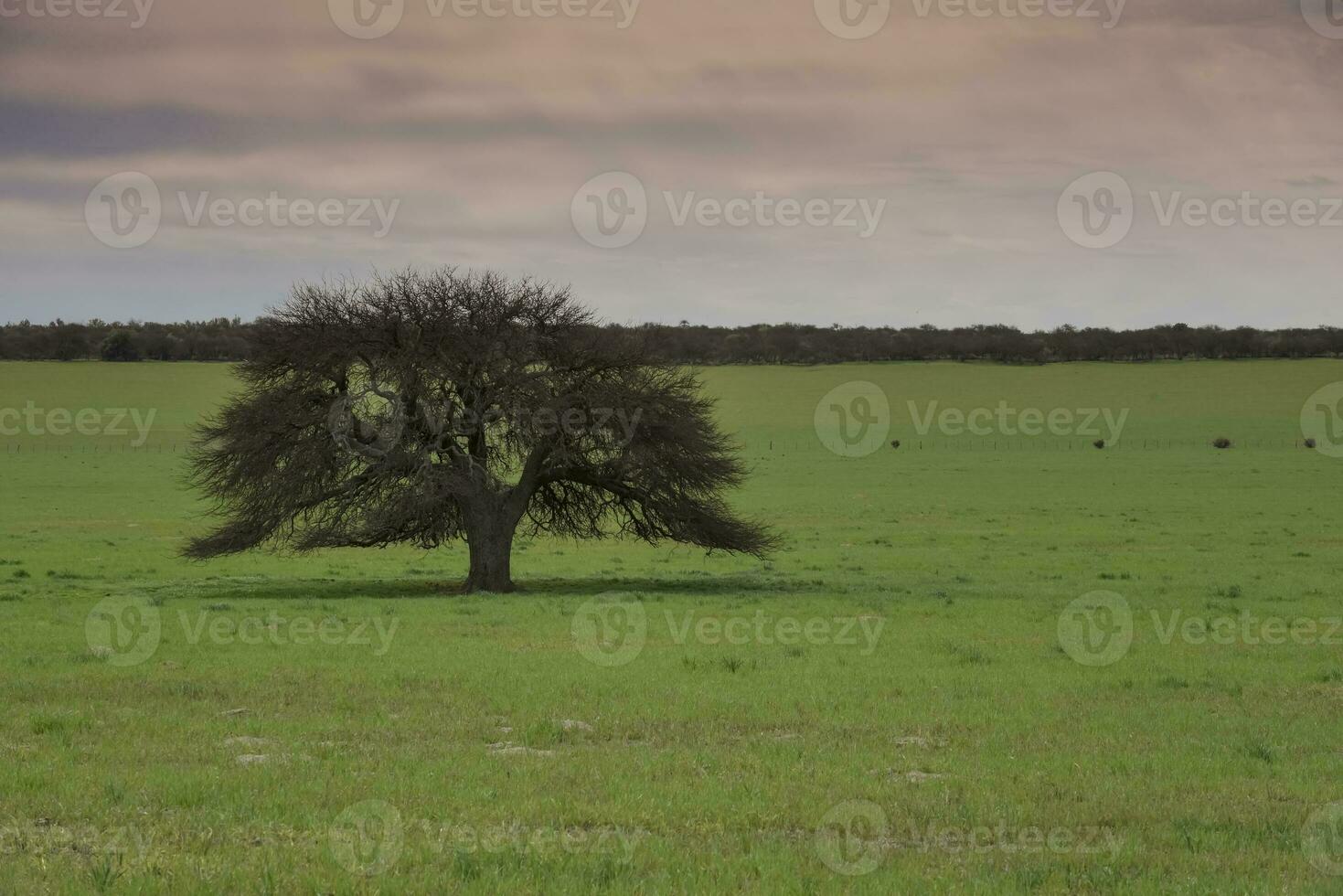 calden skog landskap, la pampa provins, patagonien, argentina. foto