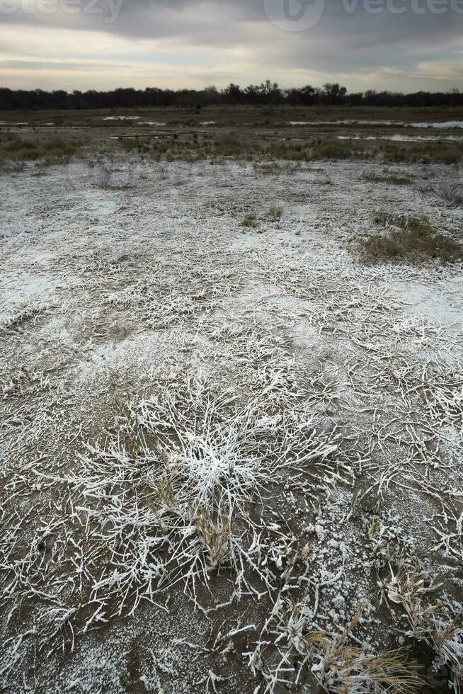 salpeter på de golv av en lagun i en semi öken- miljö, la pampa provins, patagonien, argentina. foto