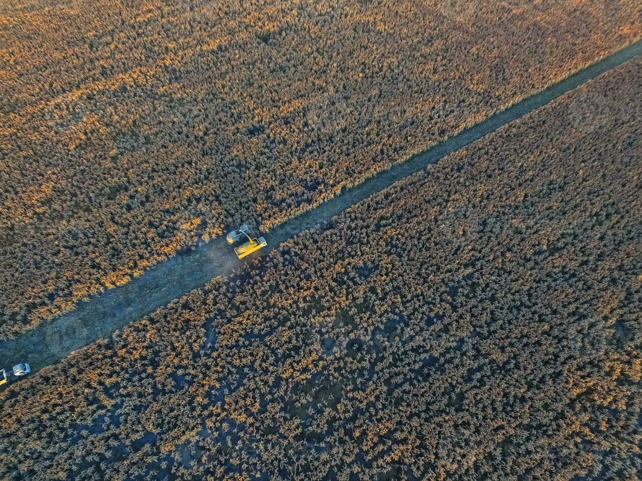 durra skörda, i la pampa, argentina foto