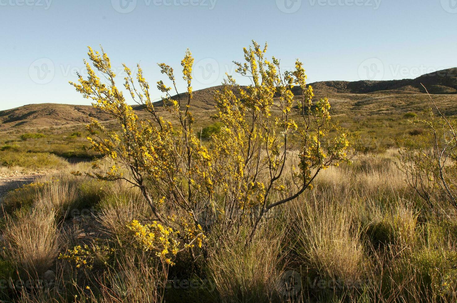 kreosot buske, lihue cal nationell parkera, la pampa, argentina foto