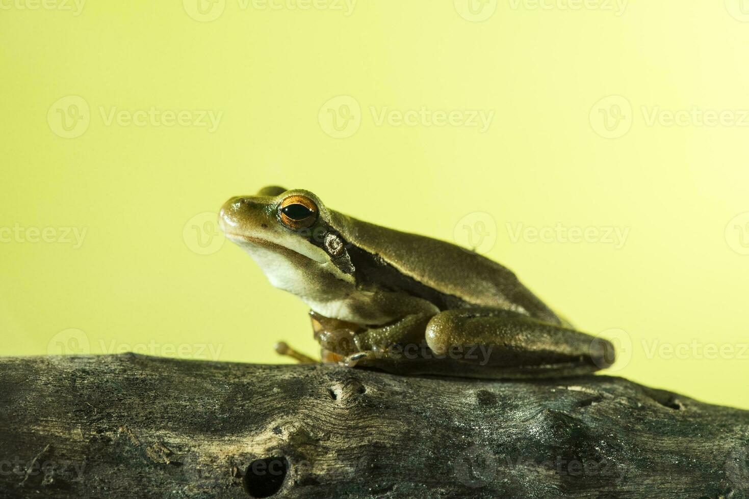 montevideo trädgroda, hyla pulchela, la pampa, patagonien, argentina. foto