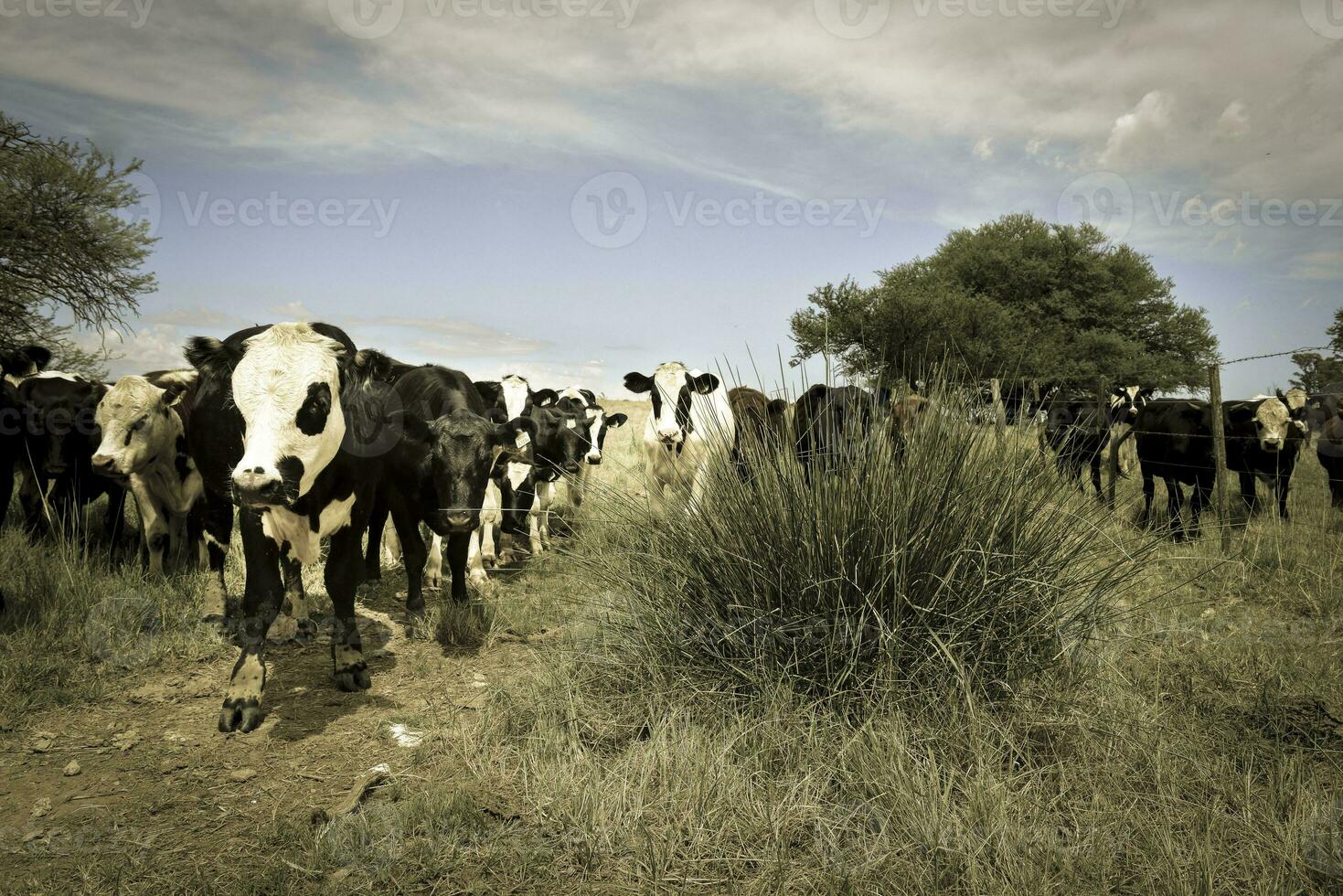 kor matad med gräs, buenos aires, argentina foto