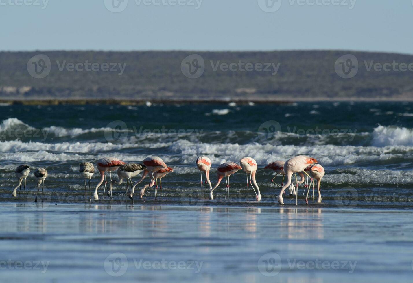 flamingos matning på en stranden, halvön valdes, patagonien, argentina foto