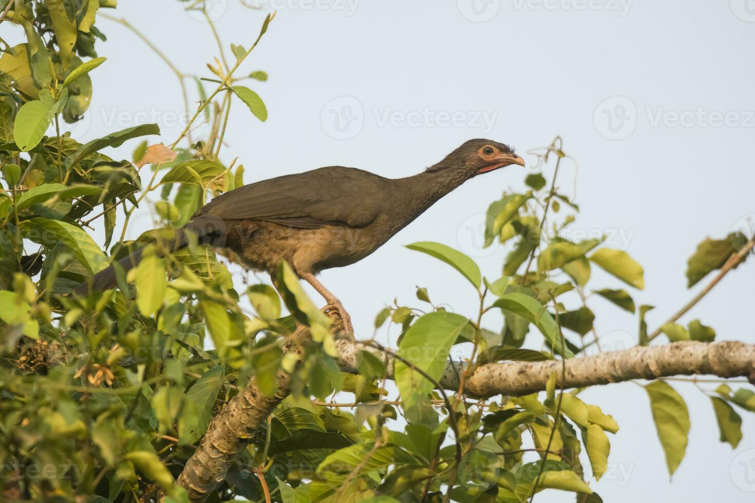 dunkel legged guan i en djungel miljö, pantanal Brasilien foto