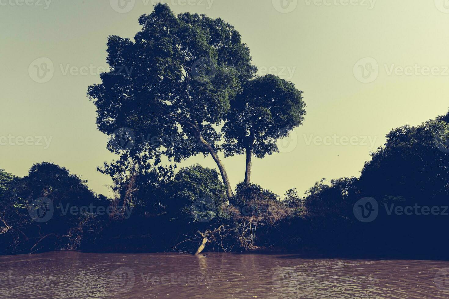 pantanal skog ekosystem, mato grosso, Brasilien foto