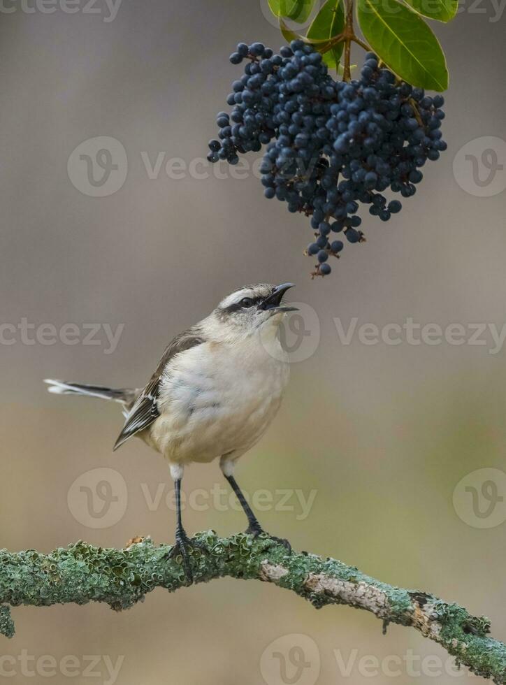 vit banded härmfågel, patagonien, argentina foto