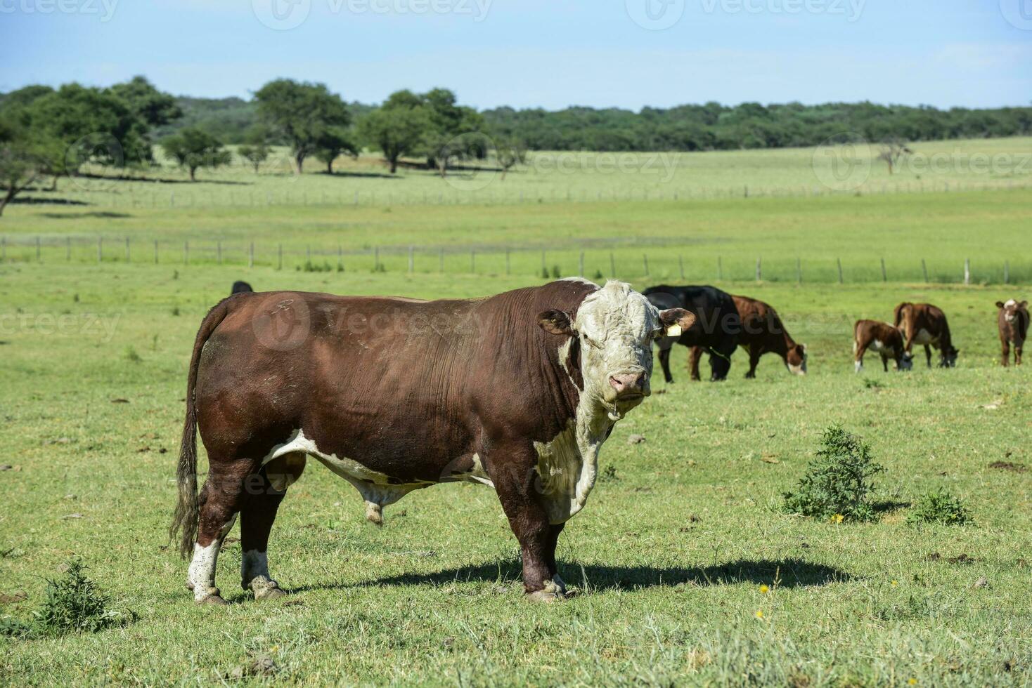 tjur jämmer i argentine landsbygden, la pampa, argentina foto