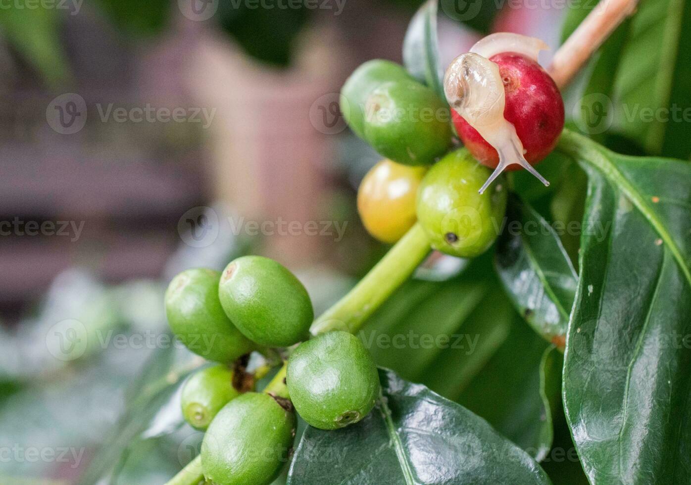 stänga upp av snigel leva på de coffea träd. foto