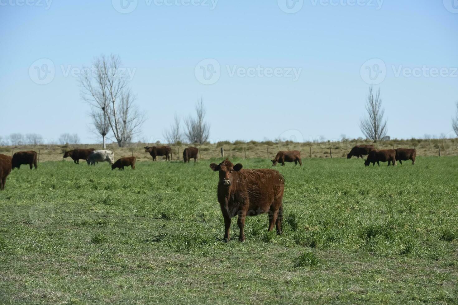 ko betning i pampas landsbygden, la pampa, argentina. foto