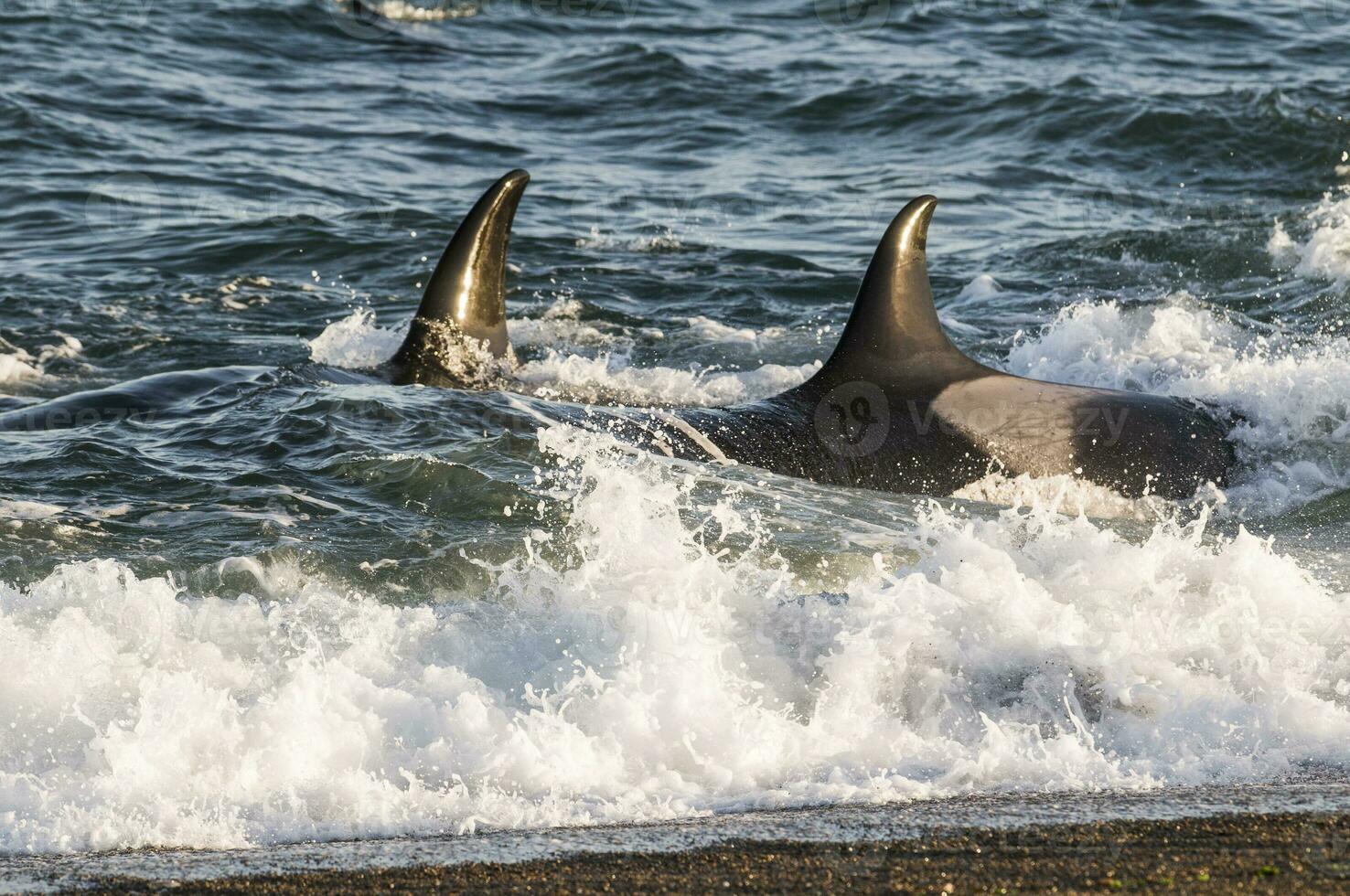 mördare val jakt på de paragonisk kust, patagonien, argentina foto